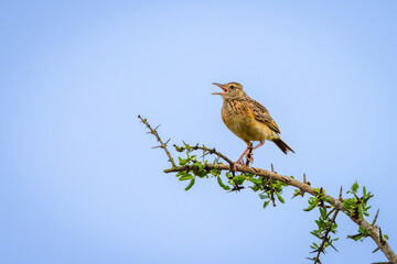A rufous-naped lark (Mirafra africana) calling, Addo Elephant National Park, South Africa.