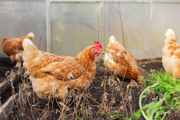 Free-range brown hens walking and pecking in garden soil inside a greenhouse. Healthy domestic chickens enjoying natural light and organic environment. Concept of sustainable farming, backyard poultry