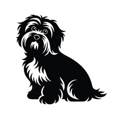 Cute black shih tzu dog silhouette sitting and looking forward