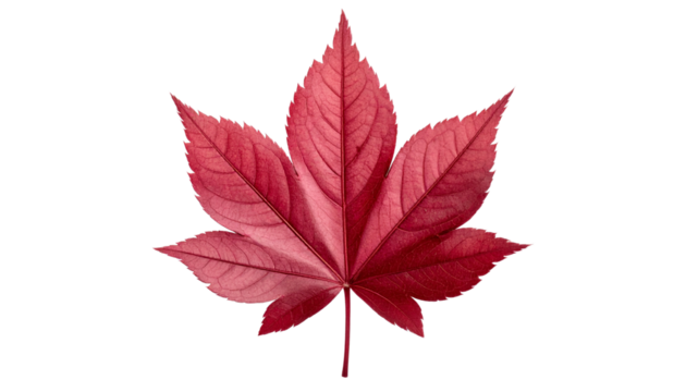 Vibrant Deep Red Autumn Maple Leaf Isolated on Transparent Background