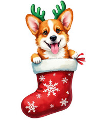 Cute corgi puppy wearing reindeer antlers, peeking out of a christmas stocking, isolated on transparent background