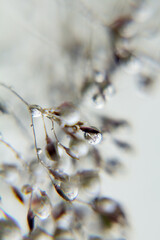 Pure rainwater droplets on a clean white background, highlighting clarity, sustainability, and the essential value of fresh natural water.