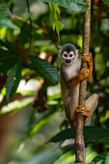 Humboldt's squirrel monkey in amazon rainforest Puerto Narino Amazonas Colombia