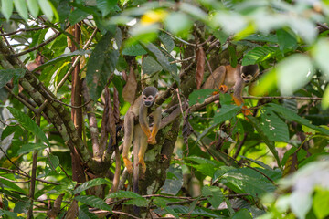 Humboldt's squirrel monkey in amazon rainforest Puerto Narino Amazonas Colombia