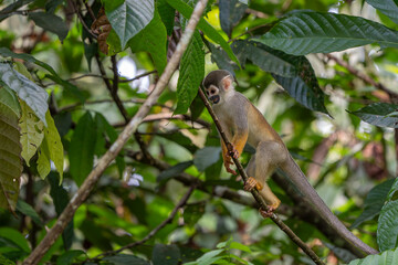 Humboldt's squirrel monkey in amazon rainforest Puerto Narino Amazonas Colombia