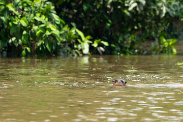 amazon river coypu nutria swimming in water