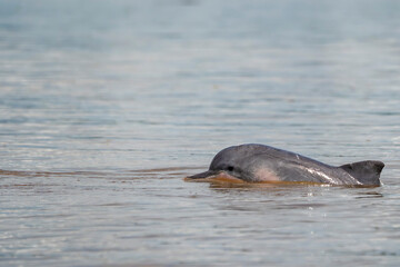 Fototapeta premium Grey Dolphin Sotalia fluviatilis Tucuxi freshwaters in Amazon River