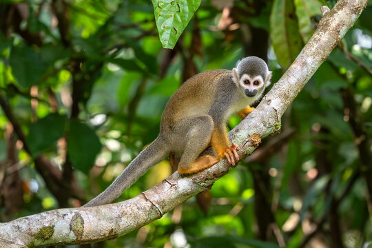 Humboldt's squirrel monkey in amazon rainforest Puerto Narino Amazonas Colombia while evacuating