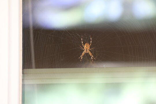 A plump orb weaver spider resting in the center of its web.