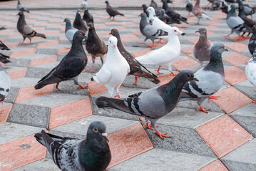 Flock of Pigeons Searching for Food on the Ground