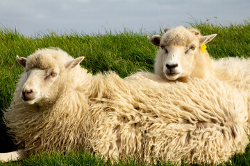 Sheep grazing along the Kolsoy Lighthouse trail.