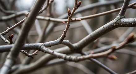 Close-up of Spring Tree Branches with Budding Sprouts