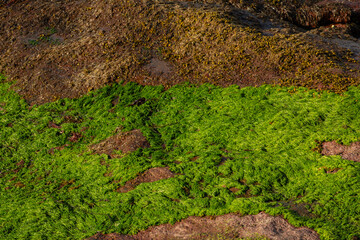 Close-up view of lush green moss covering rugged coastal rock in the Faroe Islands, highlighting the region’s raw nature and inviting hikers to explore its untouched terrain.