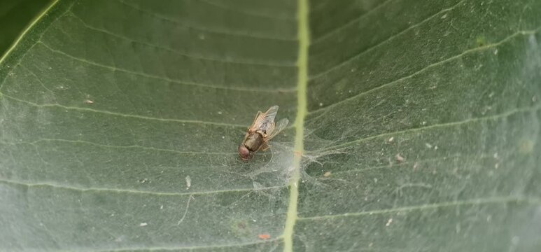 a dead housefly trapped in a spider web on the surface of a green leaf in its natural outdoor habitat