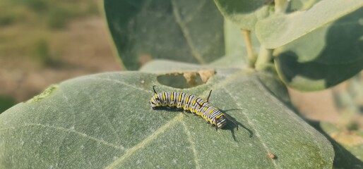 Macro Close-Up of the Iconic Monarch Butterfly Caterpillar (Danaus plexippus) with its Distinctive Black, Yellow, and White Stripes Resting on a Green Leaf