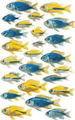 set collection of colorful tropical fish isolated transparent background. vector illustration