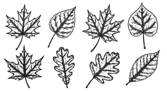 Black outline sketch of various tree leaves, including maple, oak, and birch, showcasing intricate vein patterns and natural shapes.