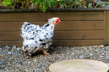 close up of Pekin Bantam or Cochin Bantam cute fluffy chicken is walking in a garden.