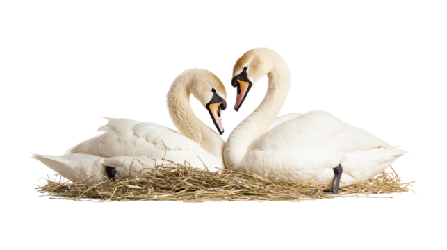 Two swans sitting, kissing, touching beaks symbolizing love and romance isolated on transparent background