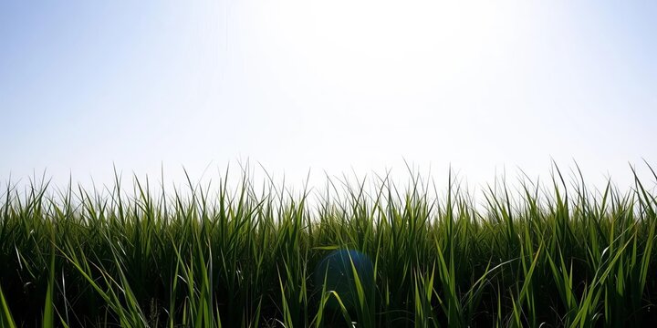 Continuous, unbroken grassy silhouette against a bright sky, seamless,  ecology