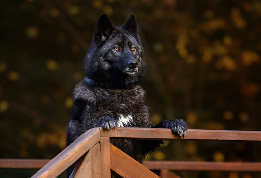 A powerful black wolfdog with intense yellow eyes,  on its hind legs on a wooden fence. The image showcases incredibly detailed texture of its wet fur and skin. 