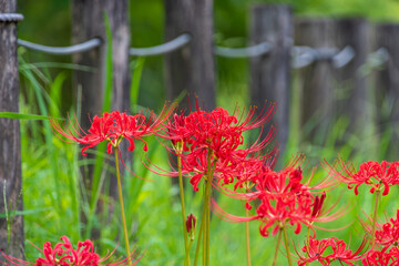 秋の日本の公園に咲く赤い彼岸花（曼珠沙華）の群生
