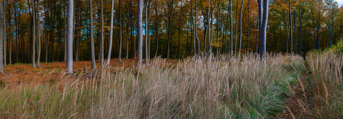 Autumn forest landscape with tall grass and colorful trees in warm evening light