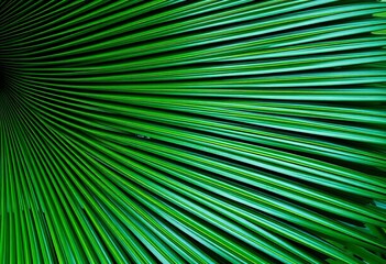 Obraz premium Close-up of a Chinese fan palm's textured fronds, showing intricate detail and vibrant green hues, botanical photography, sunlight