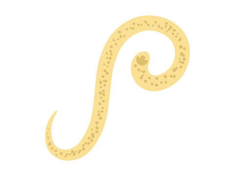 Hookworm Parasite illustration