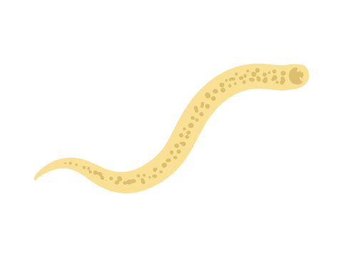 Hookworm Parasite illustration