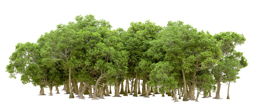 green grass isolated - Powered by Adobe