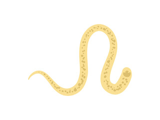 Worm Hookworm Illustration
