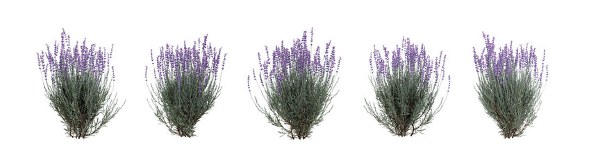 high-detail lavender shrubs with vivid purple flowers, ideal for landscaping visuals, garden illustrations, natural décor elements, and professional environmental designs.