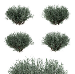 detailed lavender bushes without flowers, ideal for botanical design, landscaping concepts, natural backgrounds, and elegant eco-themed creative projects.