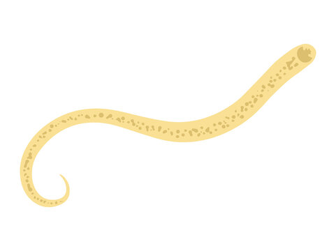 Worm Hookworm Illustration