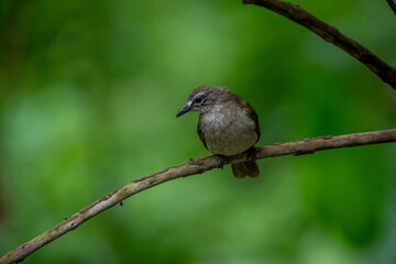 white-browed bulbul is a plain olive-brown bird with whitish underparts, a distinctive white 