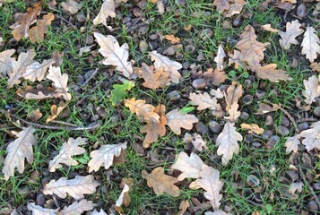 autumn leaves in the forest