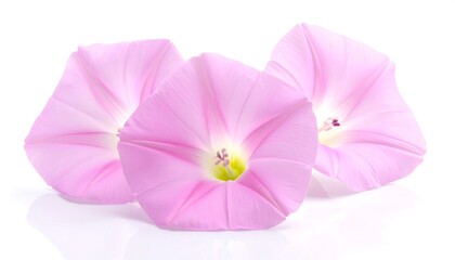 Close Up of Three Pink Morning Glories.