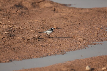 Wagtail