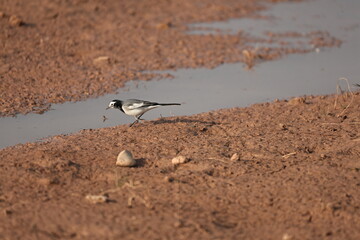 Wagtail