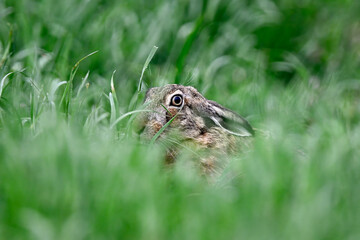 Hare hiding in the grass