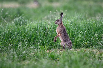 Hare stands on meadow
