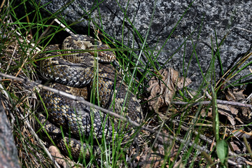 Common European viper