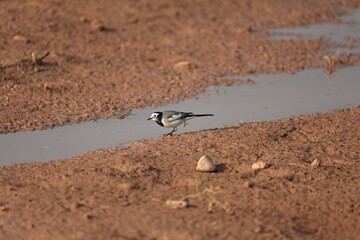 Wagtail