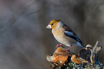 Hawfinch in winter