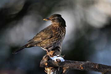 Blackbird in winter