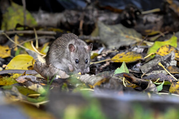 Brown rat in the garden