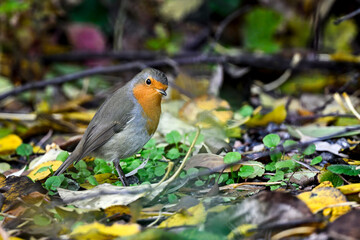Robin in autumn