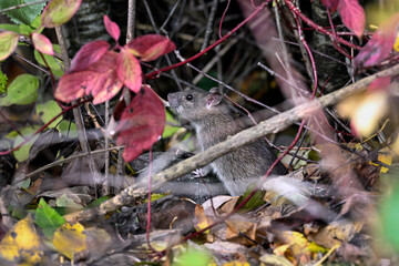 Brown rat in the garden