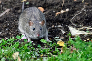 Brown rat in the garden